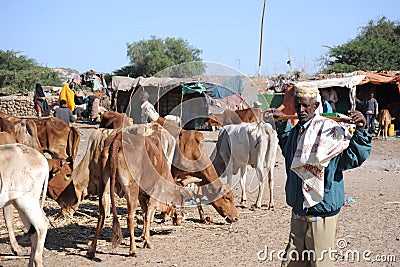 The livestock market