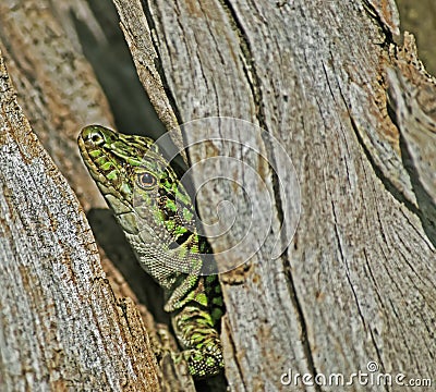 Lizard close up