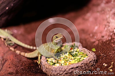 Lizard eating vegetables