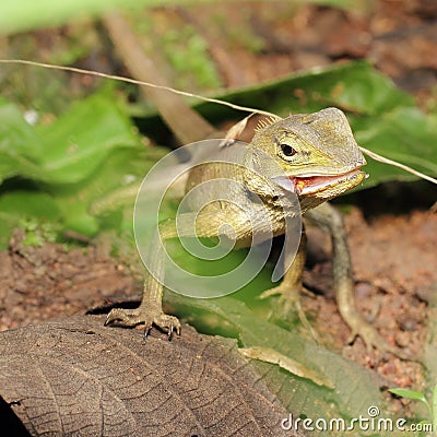 Lizard Green Lizard finding food