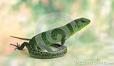 Lizard Lacerta viridis (European Green Lizard)