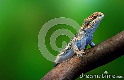 Lizard in wildlife on tree branch