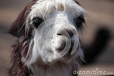 Llama alpaca portrait