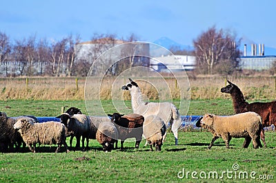 Llamas and sheep in the pasture