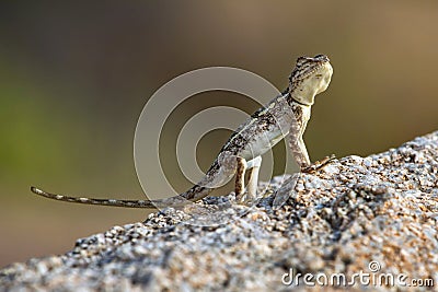 A llizard on a stone in Hampi