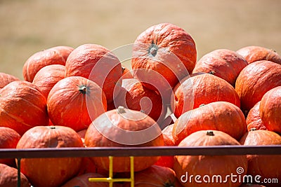 Load of Pumpkins