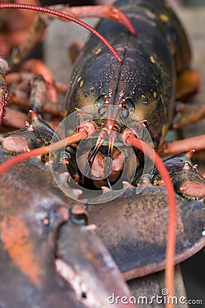 Lobster on deck