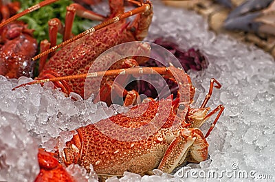 Lobster in the ice