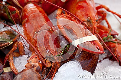 Lobsters on Ice