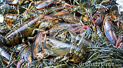 Lobsters and seaweed