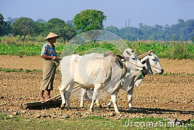 Local man working on a farm field, Amarapura, Myanmar