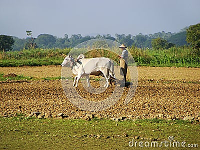 Local man working on a farm field, Amarapura, Myanmar