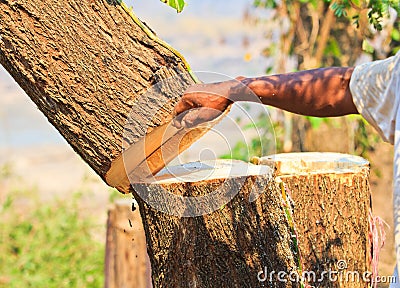 Logger man is cutting wood