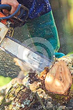 Logger man is cutting wood