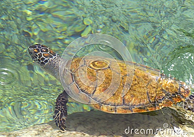 The loggerhead or turtle Caretta caretta