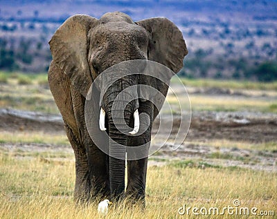 Lone African elephant with cattle egret