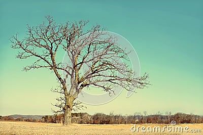 Lone Bare Branched Winter Tree in the Country