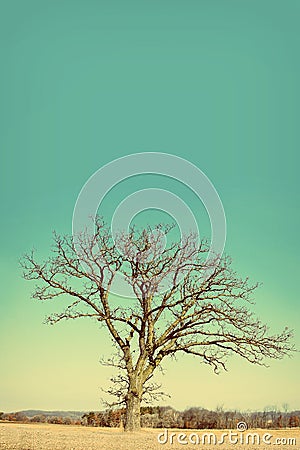 Lone Bare Branched Winter Tree in the Country