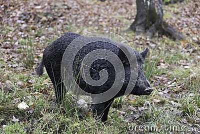 Lone boar in the woods