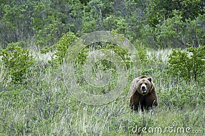 Lone Brown Bear standing in the grass