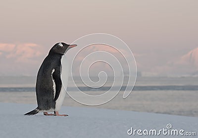 Lone Gentoo penguin in the ice.