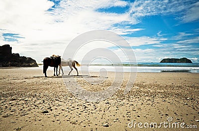 Lone Horses Beach Shore, Costa Rica
