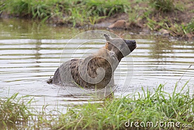 Lone hyena swim in a small pool to cool down on hot day