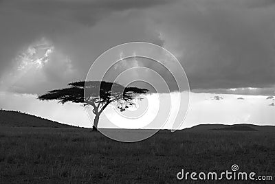 Lonely acacia tree in Serengeti in black and white