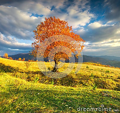 Lonely autumn tree against dramatic sky in mountains