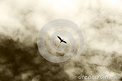 A lonely bird flying, against a cloudy sky