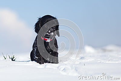 Lonely cocker spaniel puppy sits in the snow