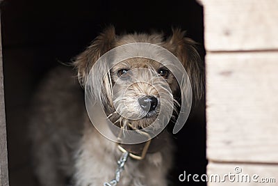 Lonely dog watching out of his kennel. Little sad dog on chain sitting in booth