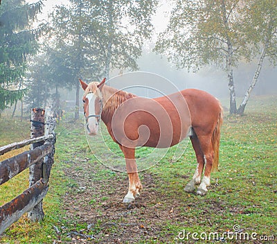 Lonely horse in the foggy forest
