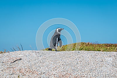Lonely Penguin in Boulders Beach South Africa