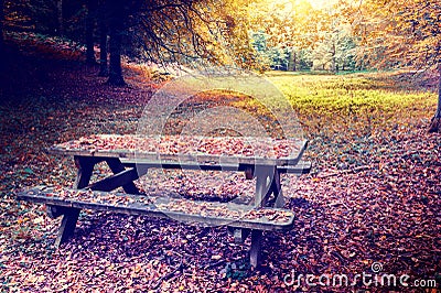 Lonely picnic place in autumn forest