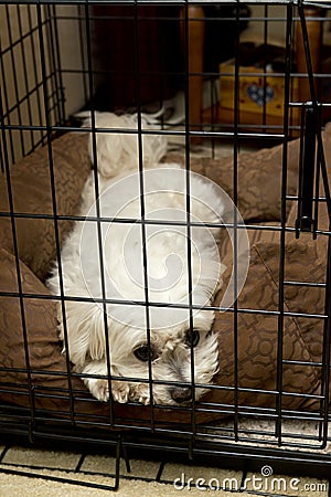 Lonely Sad Pet Dog in Animal Travel Kennel Cage