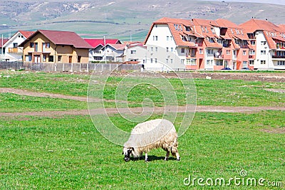 Lonely sheep grazing on field