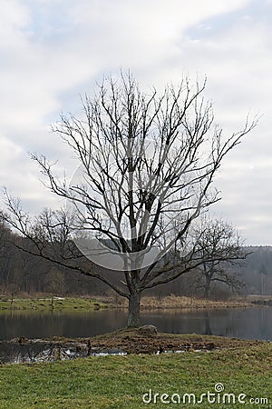 Lonely tree on bog