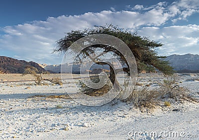 Lonely tree in the desert of Timna park, Israel