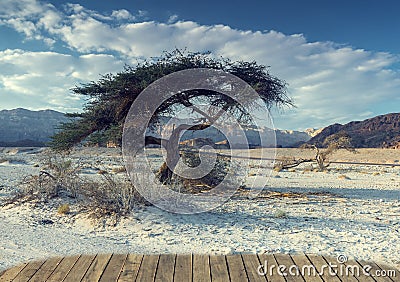 Lonely tree in the desert of Timna park, Israel