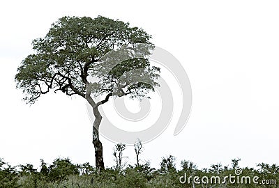 Lonely tree on hill.