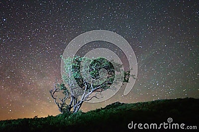 Lonely tree at night