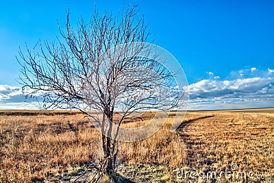 Lonely Tree in an Open Field