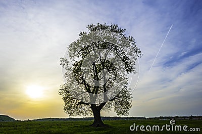 Lonely tree