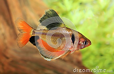 Long Finned Red Minor Tetra in an Aquarium