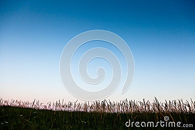 Long grass silhouette with room for text