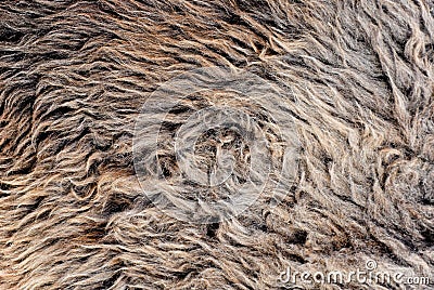 Long hair woollen fur background
