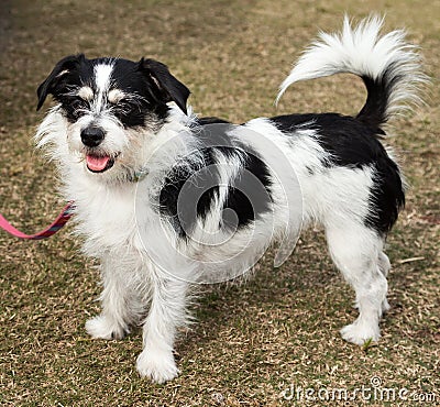 Long Haired Black and White Jack Russell Terrier Dog - Stock Image -  Everypixel