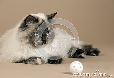 Long haired cat with ball isolated