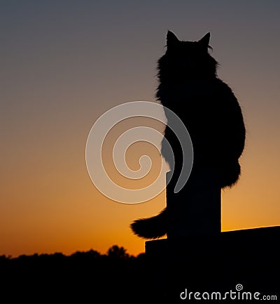 Long haired cat silhouette